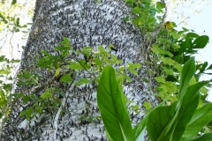 P1440311