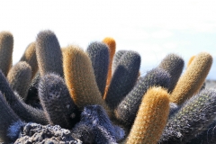 P1400878 (2)