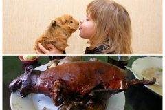 meerschweinchen-mit-kind[1]_collage