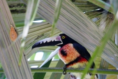 Tucan